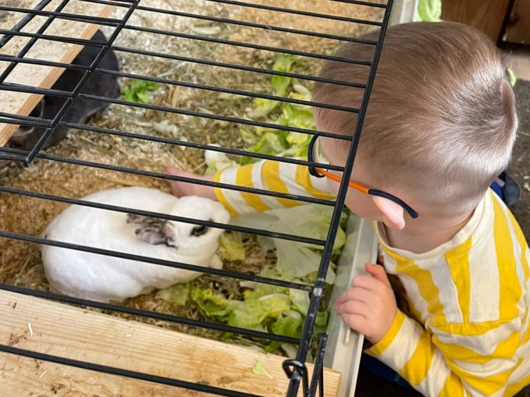 Kindertagespflege Rodenbach - tierisches Team Ein Kind streichelt ein weißes Kaninchen in einem Gehege mit frischem Gemüse.
