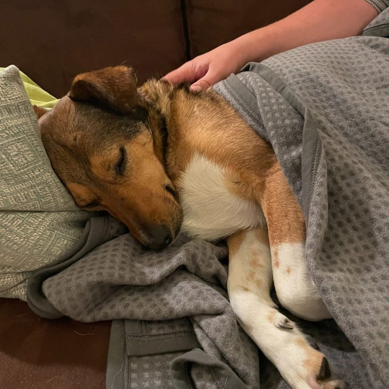 Kindertagespflege Rodenbach - tierisches Team Schlafender Hund, eingekuschelt in eine Decke, auf einem Sofa.