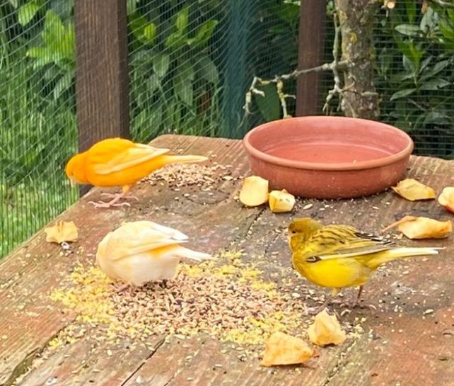 Kindertagespflege Rodenbach - tierisches Team Drei Vögel in verschiedenen Farben fressen Körner auf einem Tisch im Freien.